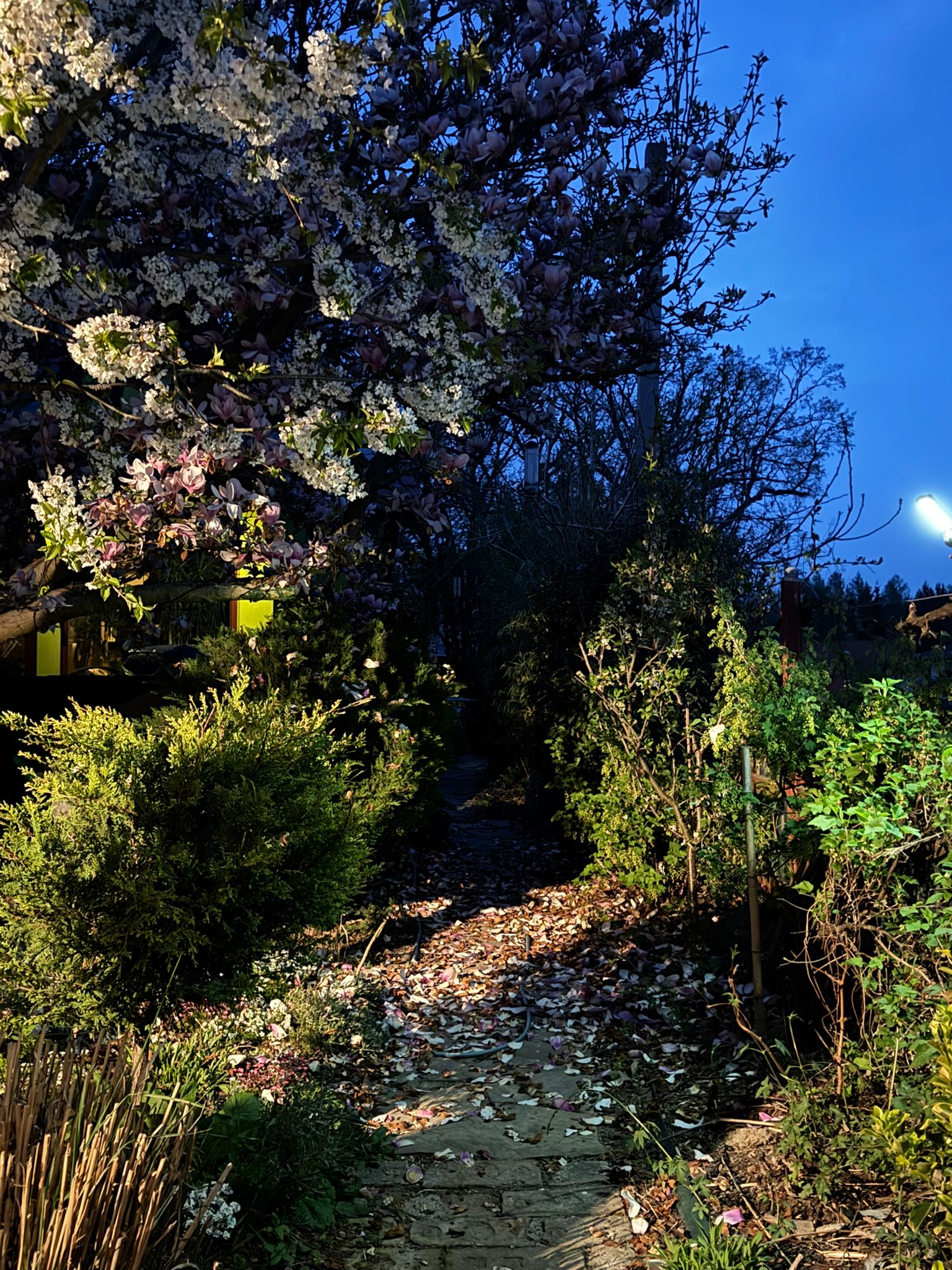 Garten 6