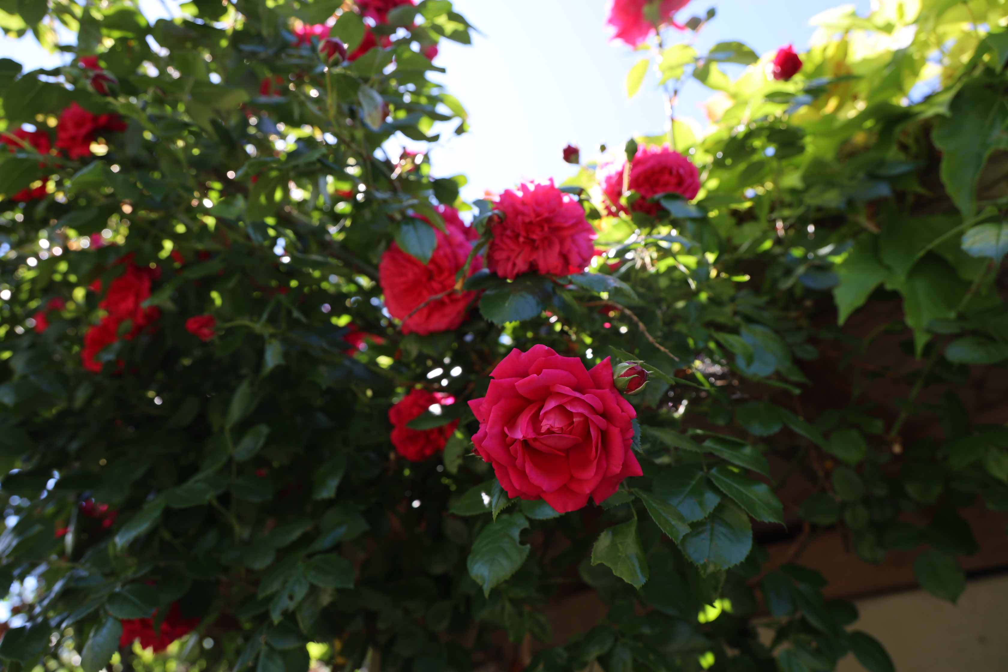 Gartenlandschaft – TOG Juni 2026