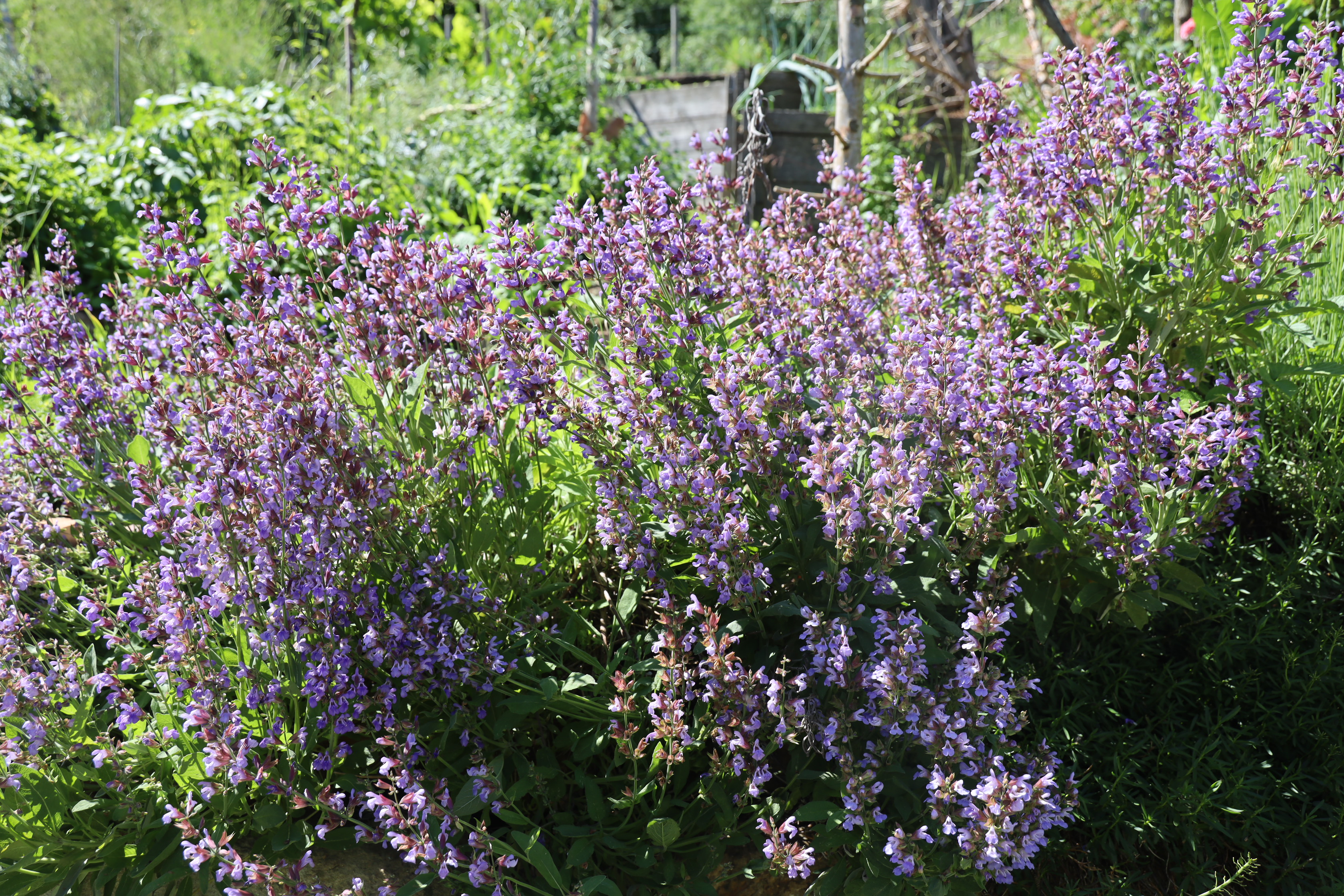 Gartenlandschaft – TOG Juni 2026