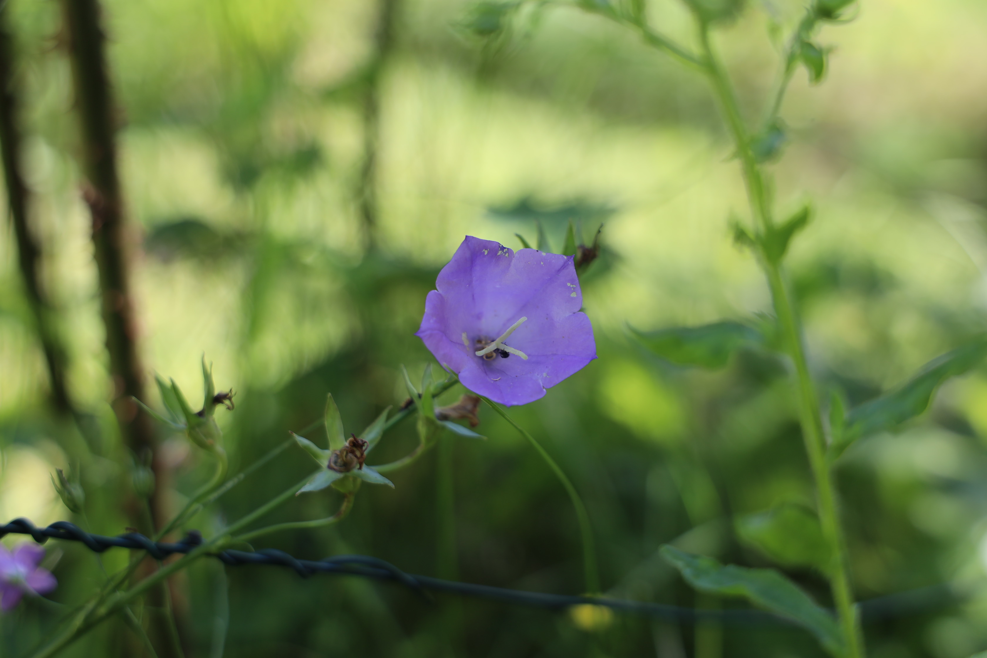 Gartenlandschaft – TOG Juni 2026