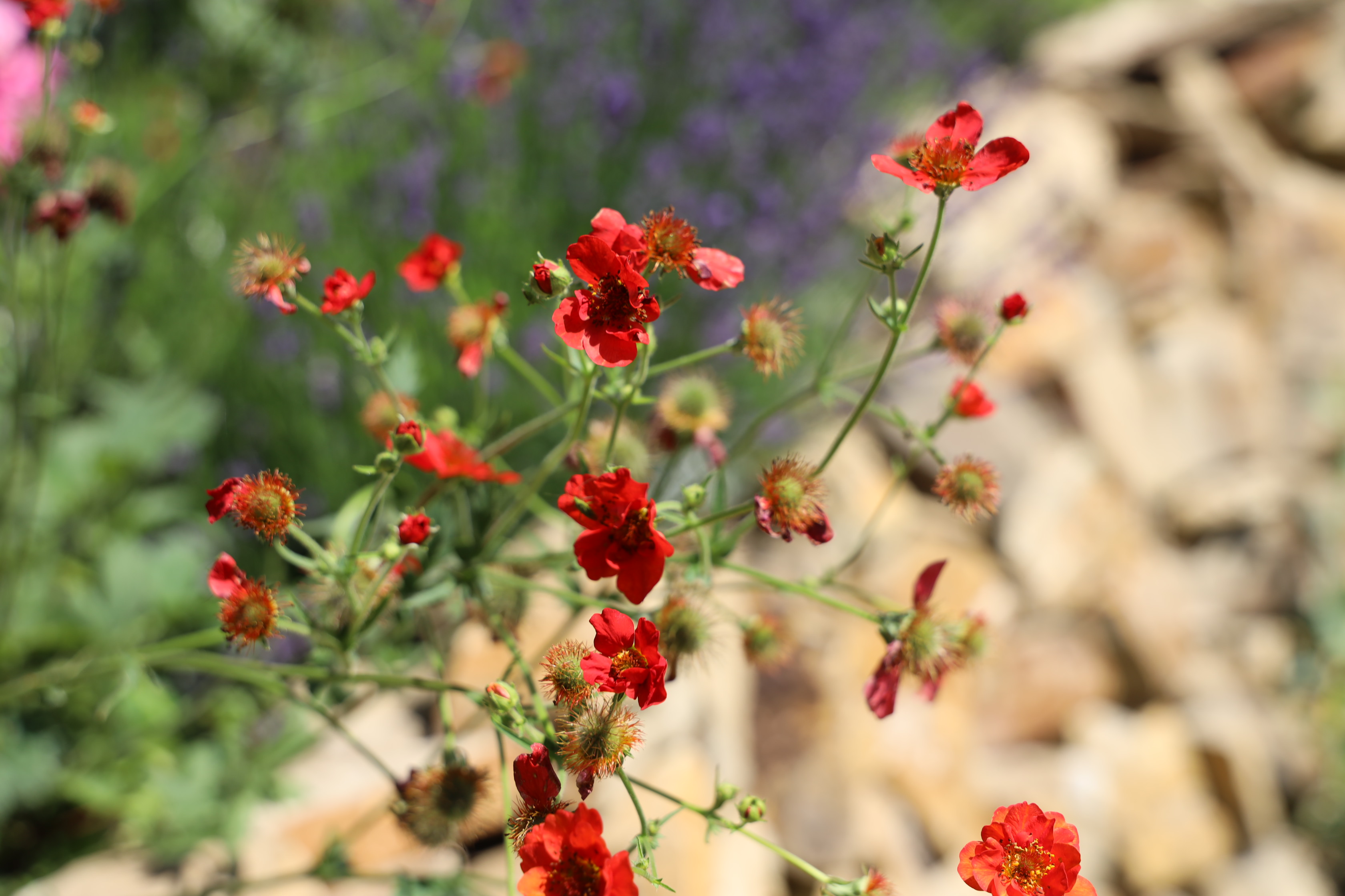 Gartenlandschaft – TOG Juni 2026