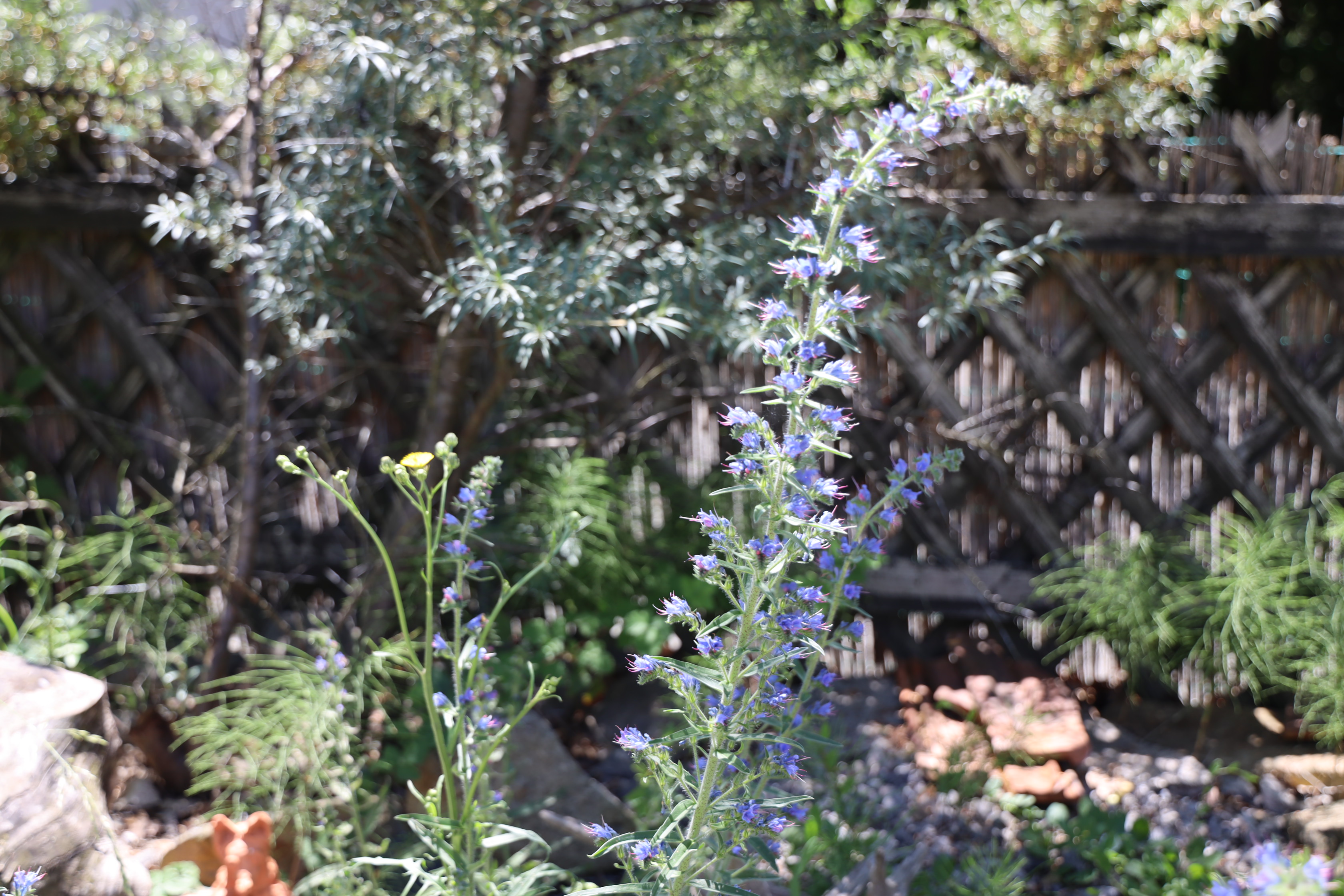 Gartenlandschaft – TOG Juni 2026
